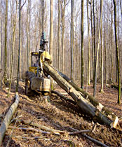 Récolte raisonnée du bois.