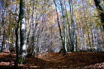 La forêt française.
